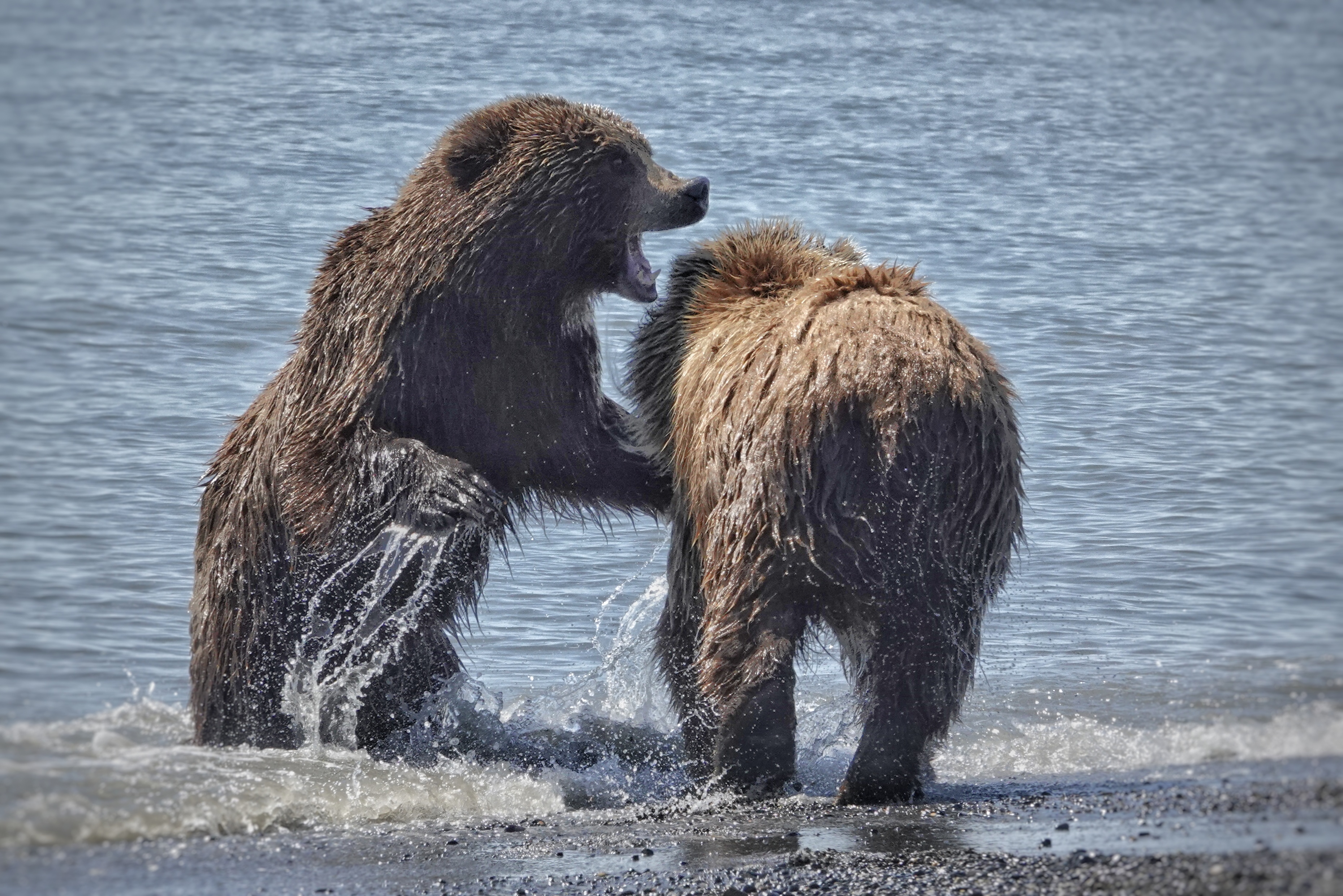 Grizzlys se défiant au bord de l'eau